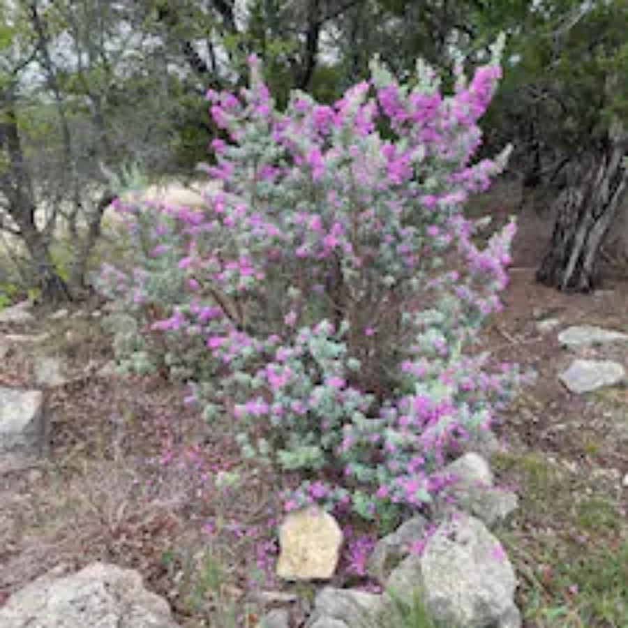 Entire 2Br 2Ba Hilltop View Home Sleeps 7 Pets 4 Acres Jacuzzi Central Ac Kingbeds Free Wifi-Parking Kitchen Washerdryer Starry Terrace Two Sunset Dining Patios Grill Stovetop Oven Fridge Onsitewoodedhiking Wildlife Coveredpatio4Pets & Birds Singing! Marble Falls Exteriér fotografie